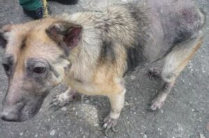 Znęcali się nad adoptowaną suczką