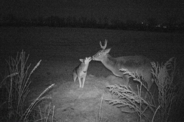 pies zaprzyjaźnił się z jeleniem