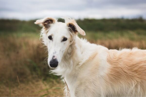 5 ras psów, które są inteligentnymi uparciuchami