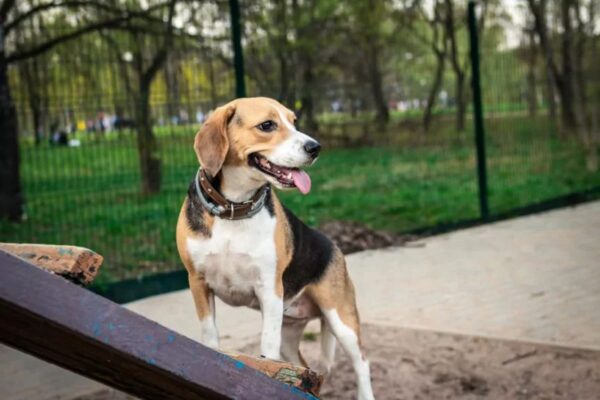 5 zasad dotyczących psich wybiegów