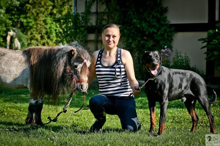 klatka życia dla psów