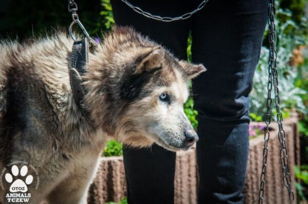 wyrok za zaniedbanie Algosa