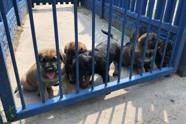 wyrzucił szczeniaki z samochodu pod schroniskiem