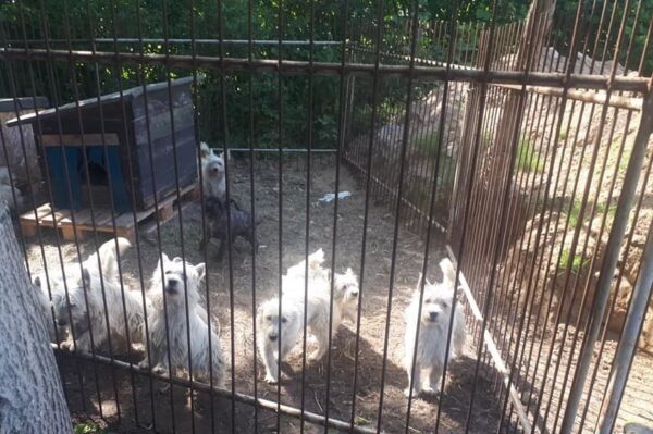 mimo zakazu prowadził pseudohodowlę