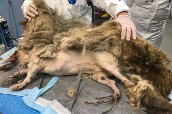 niesamowita metamorfoza psa