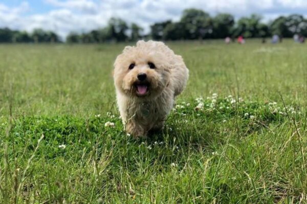 ostatni spacer przed uśpieniem