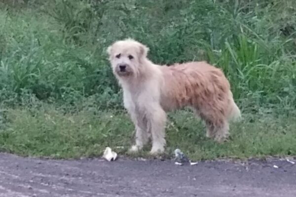 Pies czekał na właścicieli przez 4 lata