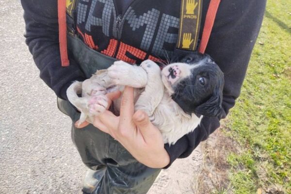 szczeniaki ze studzienki