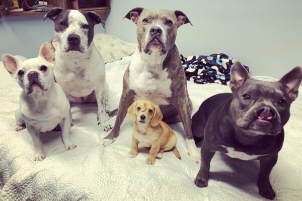 pies z ogonem na czole ma dom