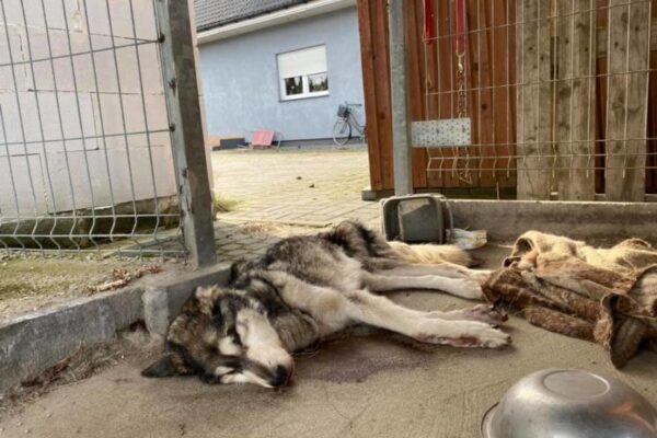 zagłodziła suczkę w typie husky