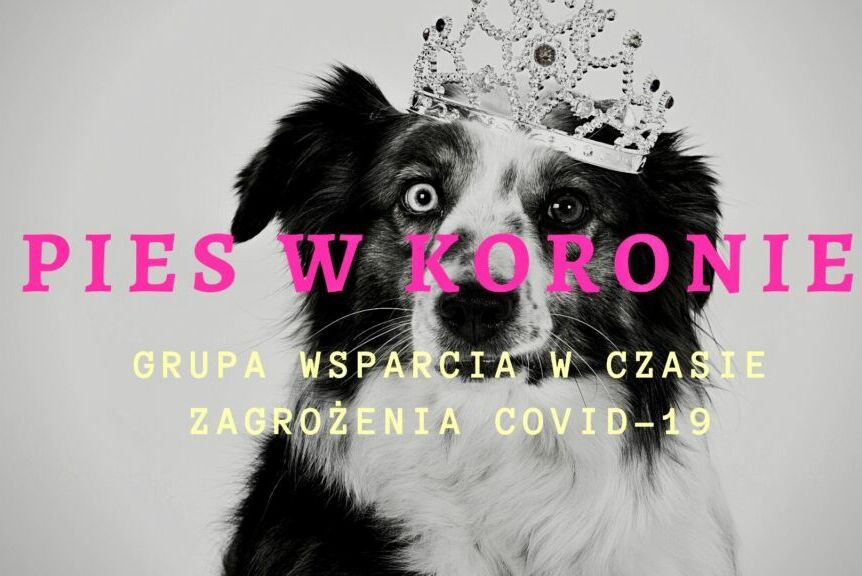 Pies w koronie