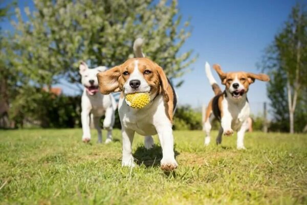 Airbnb dla psów wynajem ogrodu dla zwierząt