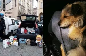 Bezpieczny Plan Ratowania Psów i Kotów z Ukrainy