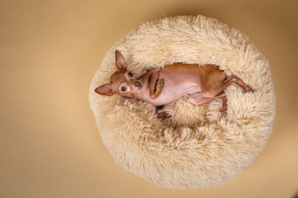 Brązowy szum na psa