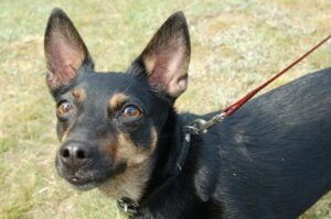 Instrukcja obsługi psa