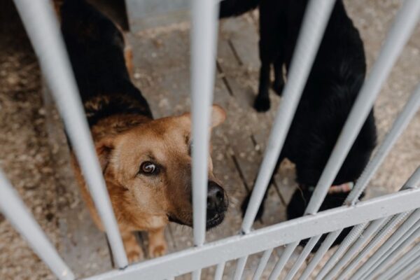 psy wracają z adopcji i trafiają do schroniska