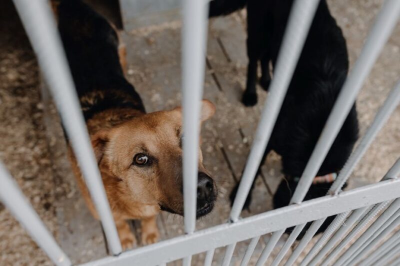 psy wracają z adopcji i trafiają do schroniska