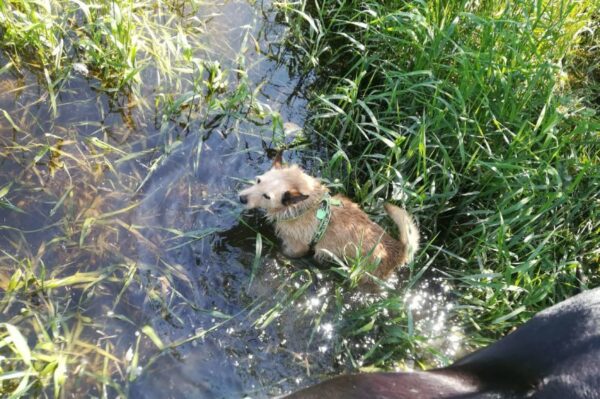 jak twój pies radzi sobie z upałami