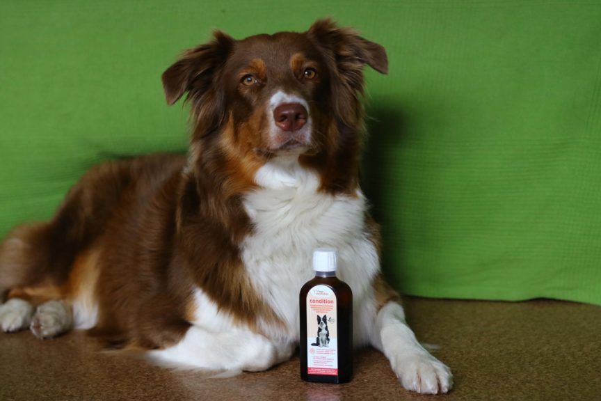 Yarrowia Canifelox Condition i Suvi