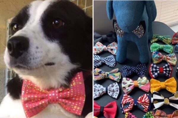 dwunastolatek szyje muchy dla bezodmnych psów