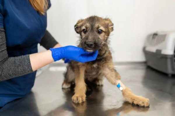 Klinika Zapobiegania Bezdomności Zwierząt
