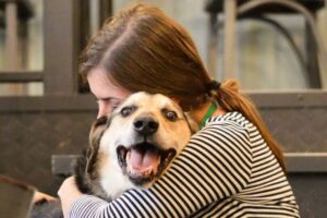 adopcja starego psa