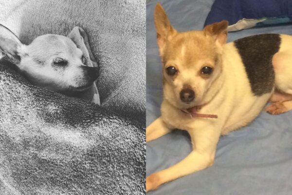 Umarsł najstarszy pies na świecie nie żyje