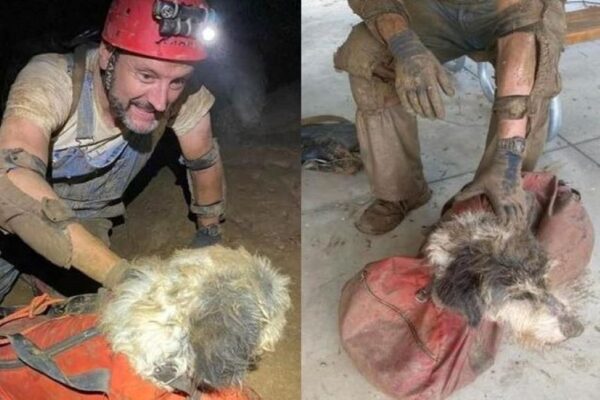 Pies odnaleziony w jaskini