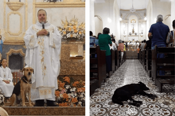ksiądz szuka psom domów podczas mszy