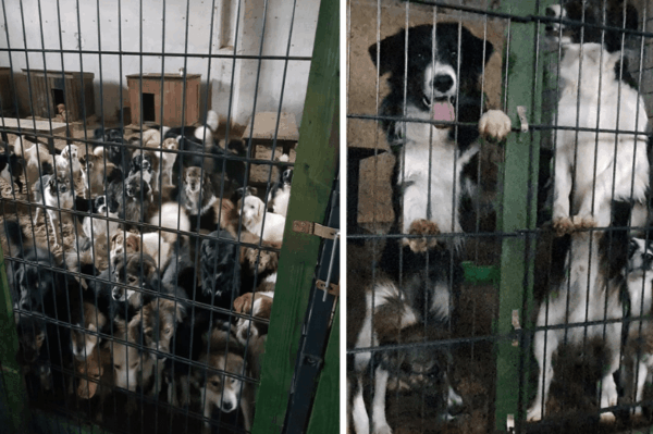 fabryka zwierząt w gminie Gubin