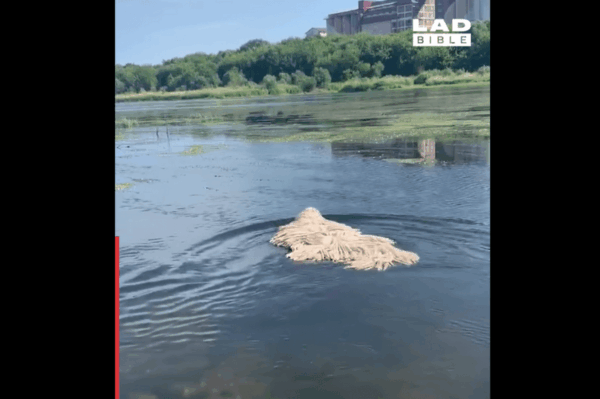 pies jak mop pływa w jeziorze