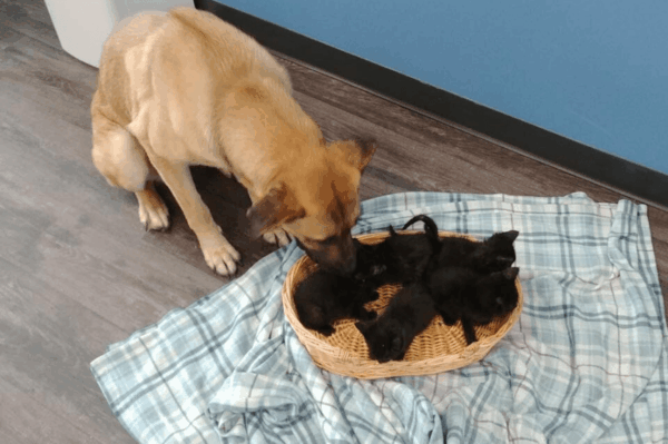 suczka zaopiekowała się kociętami