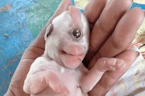 szczeniak z jednym okiem