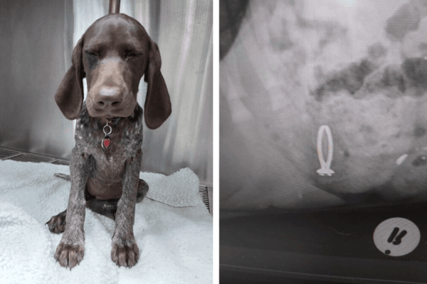 pies zjadł pierścionek zaręczynowy