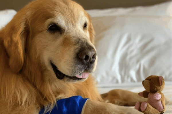 wdzięczny właściciel wykupił weterynarzowi reklamę za 6 mln dolarów