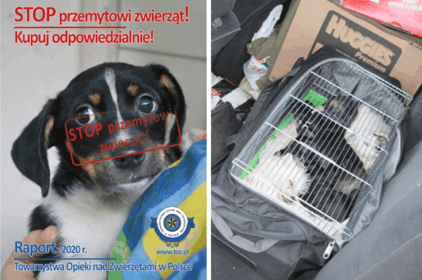 Stop przemytowi zwierząt! Zwierzęta kupuj odpowiedzialnie