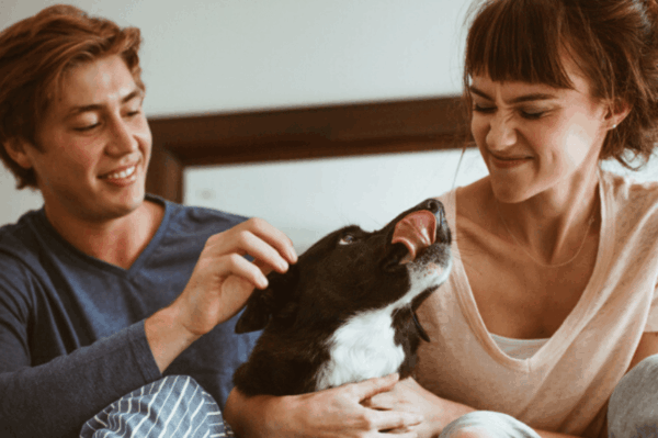 jak psy wybierają sobie ulubioną osobę