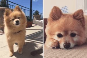 pomeranian Mash