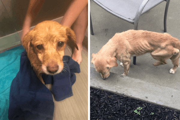 bezdomny pies sam znalazł sobie dom