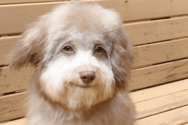 pies z ludzką mimiką