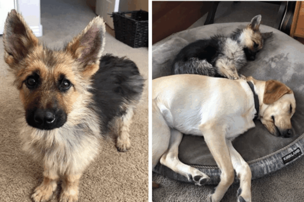 owczarek Ranger z karłowatością