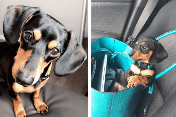 weterynarz uśpił psa