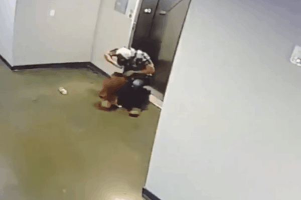 pies nie zdążył wsiąść do windy