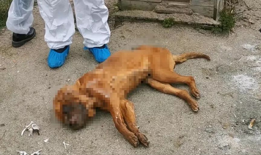 Pseudohodowla w Starej Hucie kara