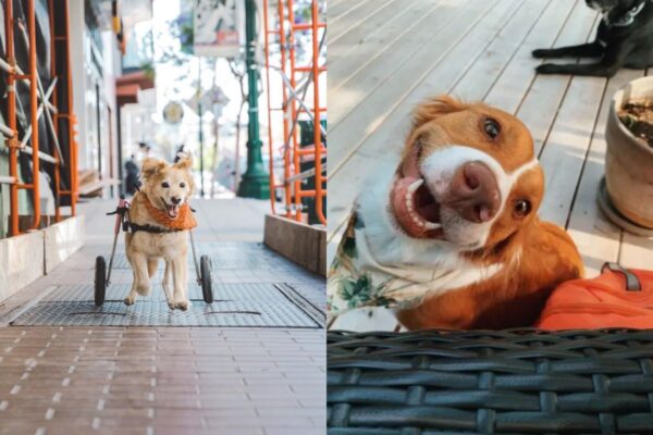 Psy, które zarażają uśmiechem