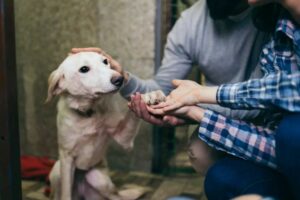 zrozumieją tylko opiekunowie adoptowanych psów