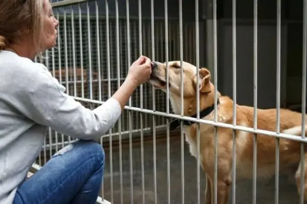 adopcja dorosłego psa