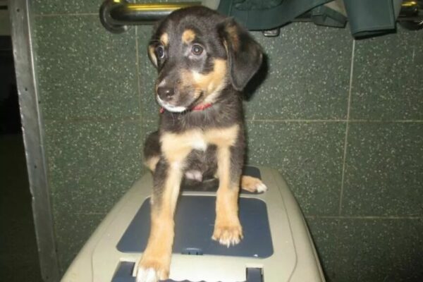 adoptowany szczeniak