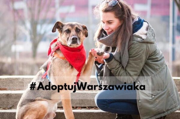 adoptuj warszawiaka 2019