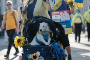 adoptujmy najpierw polskie zwierzęta